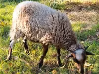 Schaap, Schapen — foto 3