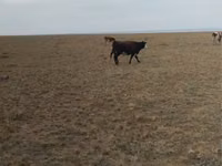 ላም, Cattle — ፎቶ 4
