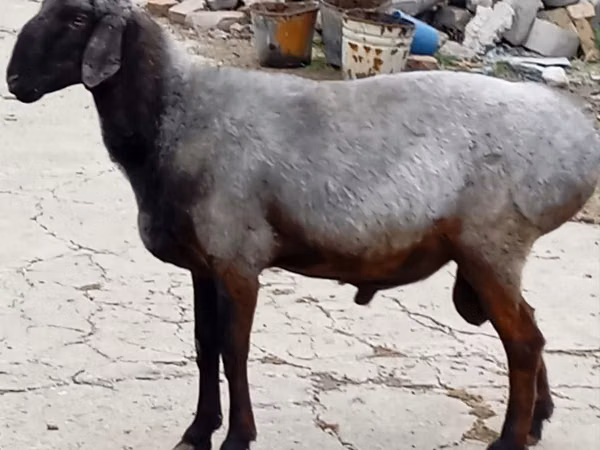 Kambing jantan, Sheep — Kazakhstan