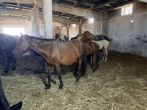 مادیان, Kazakh horse