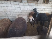 ஆண் ஆடு, Blackheaded Persian sheep — புகைப்படம் 7