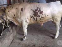 Bull, Cattle — photo 3