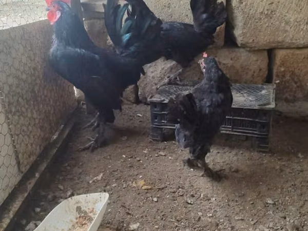 Chickens