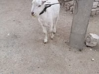 بز ماده, بز — عکس 2