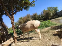 Ram, Blackheaded Persian sheep — photo 2