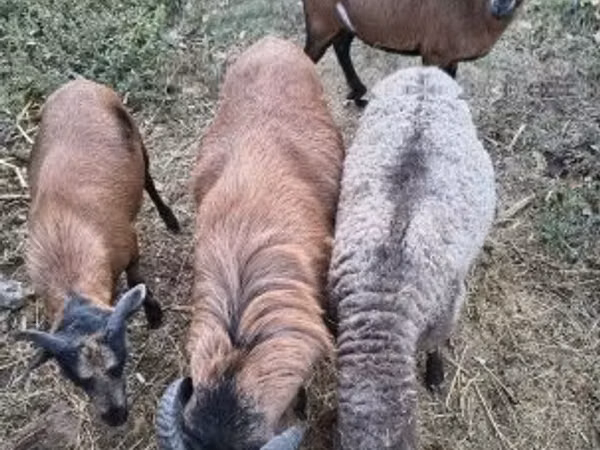نعجة, Cameroon sheep — هنغاريا