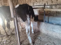 Cow, Holstein breed — photo 6