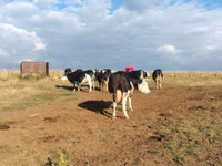 Cow, Holstein breed — photo 3