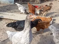 Chickens — รูปภาพ 2
