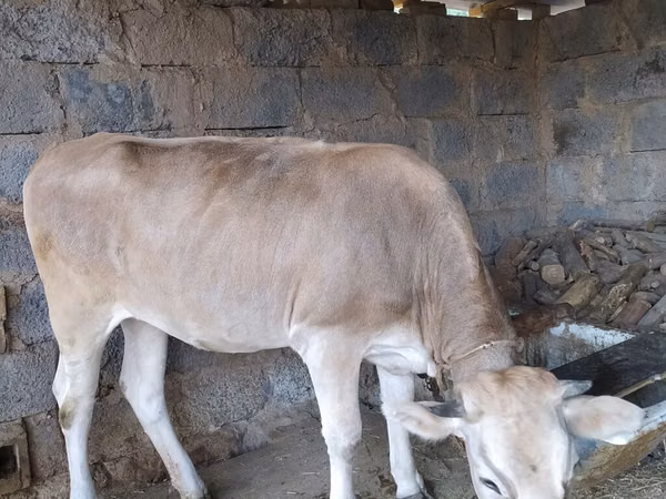 Cow, Cattle — Kyrgyzstan