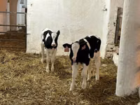 ወንድ በሬ, Holstein breed — ፎቶ 2