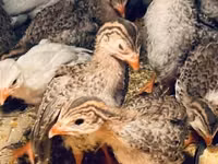 Guinea fowl — عکس 1