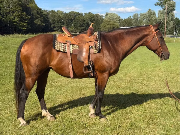 Mare, Quarter Horse — United States