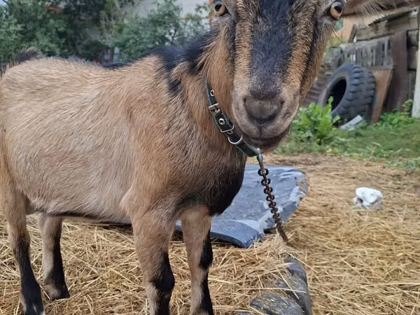 Ged, Alpine goat