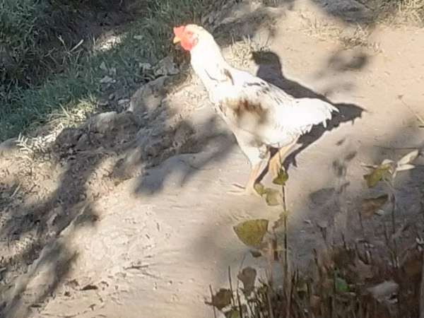 Chickens — Uzbekistan