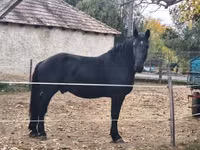 At, Nonius horse — foto 5