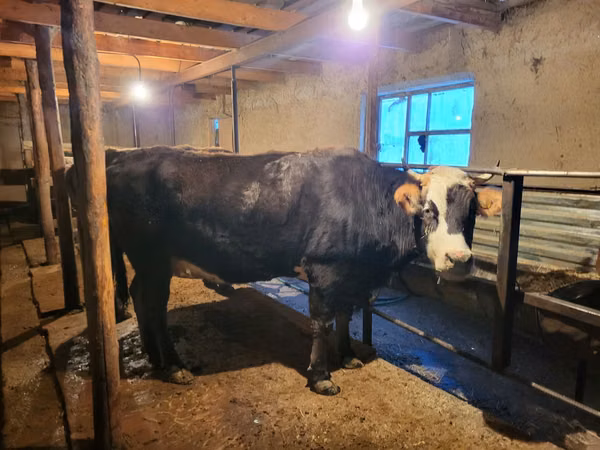 Cow, Latvian Blue cattle — Kazakhstan