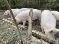 Säue, Schweine — Foto 4