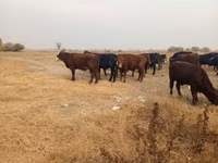 Banteng, Swiss cattle — foto 4