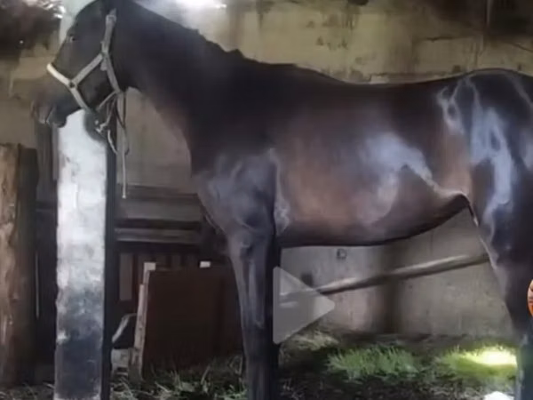 Kuda betina, Horses — Kazakhstan