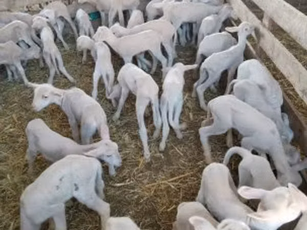 Sheep (batch, sex not specified), Sheep — Hungary