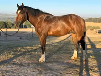 Aygır, Clydesdale — foto 1
