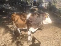 Krava, Swiss cattle — foto 1