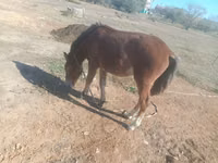 Horse (M), Kazakh horse — photo 2
