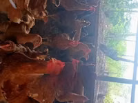 Chickens — 1-сурет