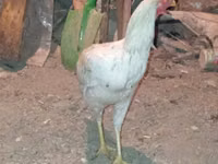 Chickens — foto 2