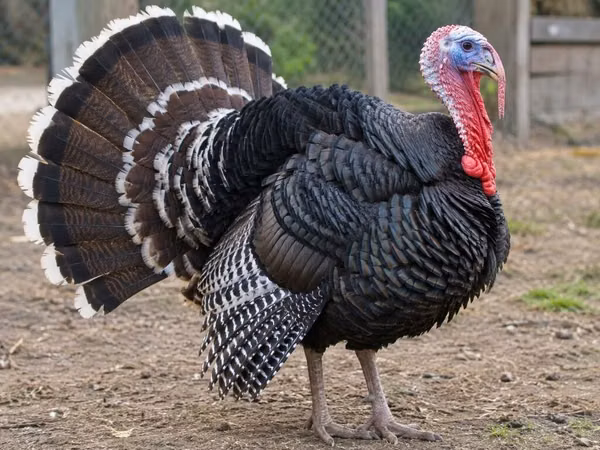 Turkeys — Asarbajan