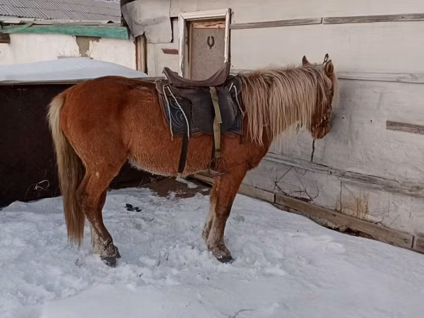 Ngựa đực, Mugalzhar horse