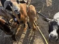 แกะ (เป็นล็อต, ไม่ระบุเพศ), Cameroon sheep — รูปภาพ 4