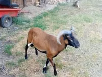 แกะตัวผู้, Cameroon sheep — รูปภาพ 2