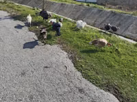 Turkeys — foto 2