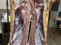 Porci de casă — picha 3