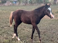 Horse (M), Horses — photo 3