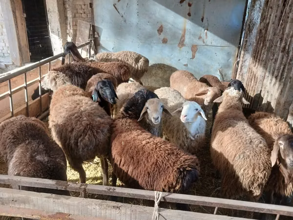 Ram, Sheep — Kazakhstan