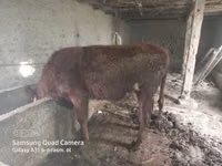 Bull, Cattle — photo 5