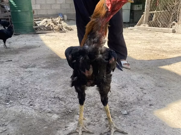 Chickens — Kyrgyzstan