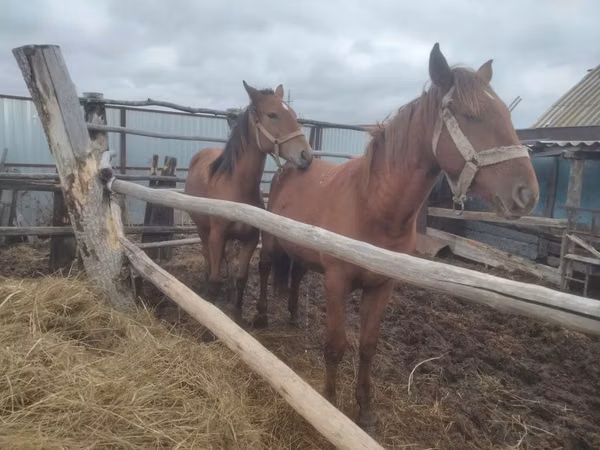 Kuda betina, Horses — Kazakhstan