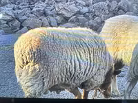 แกะตัวผู้, Dorper sheep — รูปภาพ 2