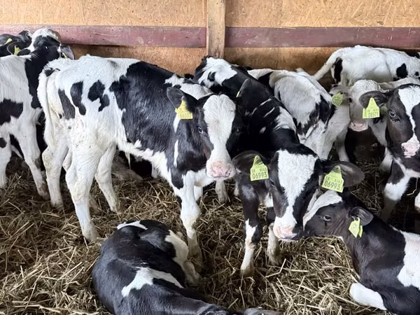 Toro, Russian Black pied cattle — Polonia