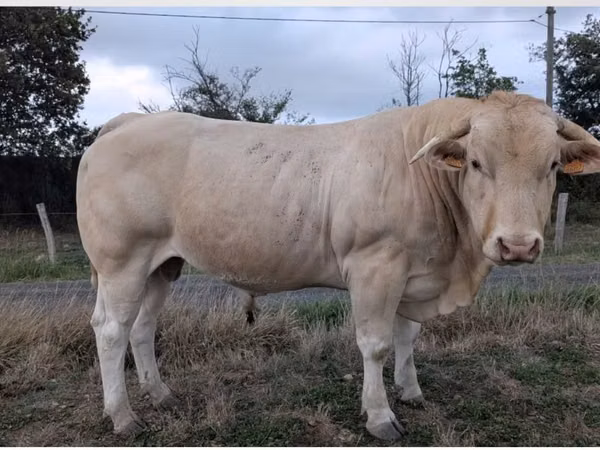 گاو ماده, Charolais cattle — فرانسه