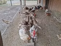 Turkeys — photo 2