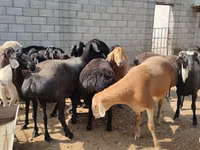 مینڈھا, بھیڑیں — تصویر 3