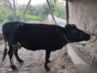 Cow, Cattle — photo 6