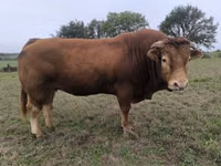 Bou, Vaca Limousine — foto 1