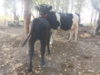Tehén, Holstein fajta — 6. fotó
