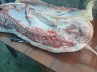 Продам свини — फ़ोटो 1